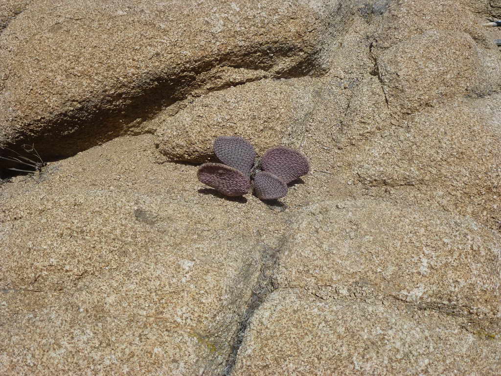 Joshua Tree National Park